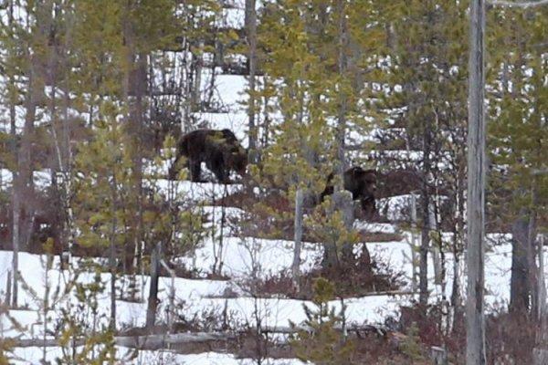 В Коми пришлось отстрелить двух медведей