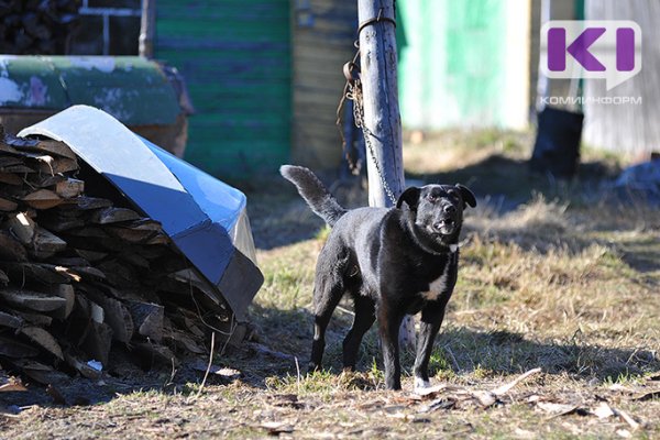Не снимая намордника: хозяев крупных собак в Коми воспитают с помощью законодательства