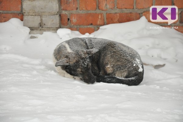 В Троицко-Печорском районе некому ловить бездомных собак