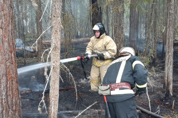 Лесной пожар в Койгородском районе локализован