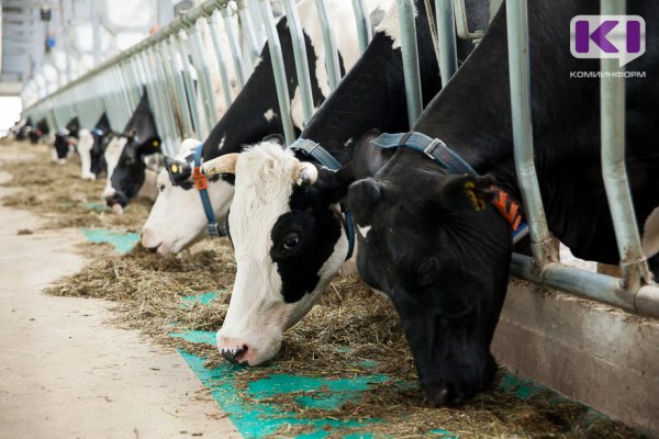 В двух хозяйствах Коми завершены ограничительные мероприятия по заразным болезням крупного рогатого скота