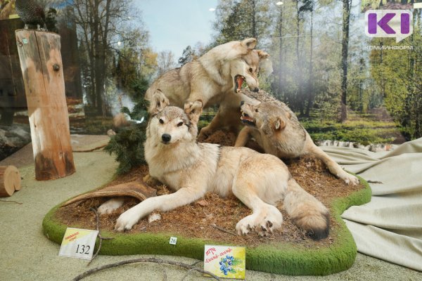 К жителям Усть-Вымского района пришли волки  