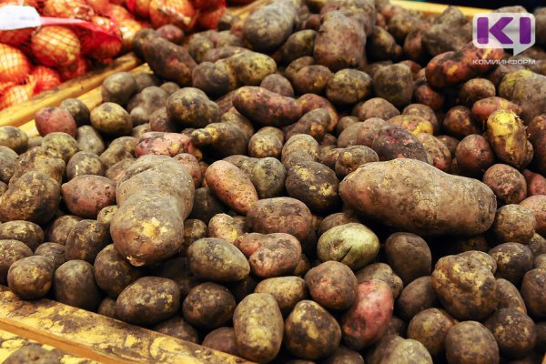 Минсельхоз Коми объявил 2023 год - годом картошки
