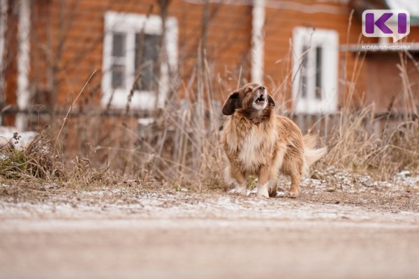 В Коми на создание приютов для бездомных собак в 2022 году выделен 41 млн рублей