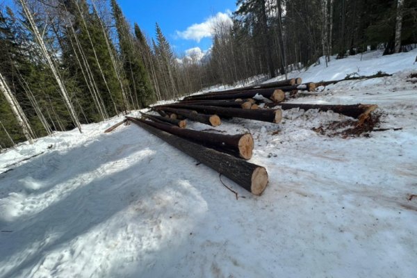 Житель Усть-Куломского района без разрешения срубил 47 деревьев