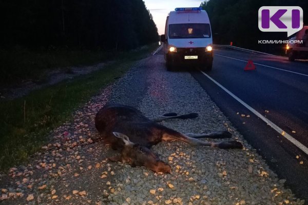 В Сыктывдинском районе водитель Chevrolet сбил перебегавшего дорогу лося