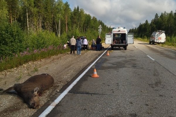 Стали известны подробности аварии с лосем в Сосногорском районе