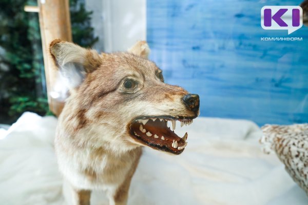 С начала года охотники Коми добыли 251 особь волка