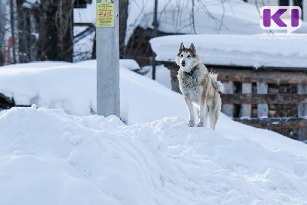 Администрацию Сыктывкара попросили не путать бродячих собак с волками 