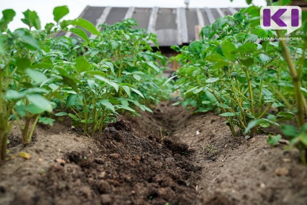 Институт агробиотехнологии Коми научного центра выпустил атлас сортов картофеля
