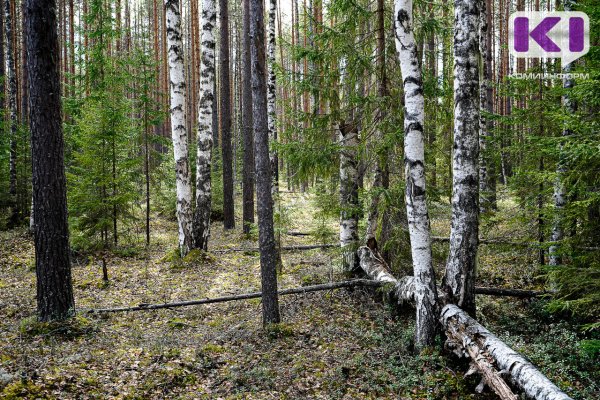 В Центр защиты леса РК от лесничеств активно поступают заявки на проведение лесопатологического мониторинга

