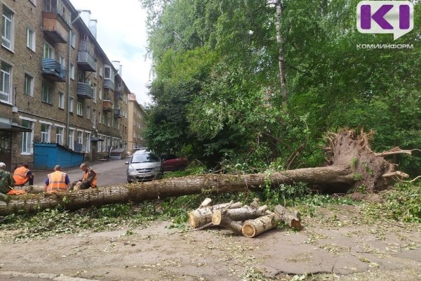 Мэрия Сыктывкара потребовала от собственников зданий убрать опасные деревья